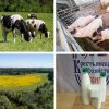 Фермерское хозяйство в Московской области:  молочные и мясные продукты