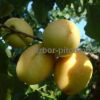 Саженцы абрикосов из питомника с доставкой,  каталог с низкими ценами в интернет магазине