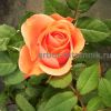 Саженцы кустовых роз из питомника,  каталог роз в большом ассортименте в питомнике Арбор