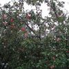 Крупномеры яблонь,  саженцы яблони и плодовых деревьев в Москве и Подмосковье из питомника